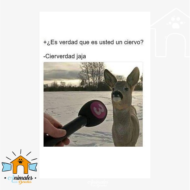 AnimalesCD's tweet photo. CREANLE! #chistesdeanimales

🐶🐱🐦🐤🐸🐒🐈🐩🐕🐇🦉🐁🐾 #Adopta #nocompresadopta #amorcanino #amorgatuno #animales https://t.co/FgXApKPsKc