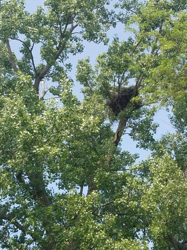 MJWeberLab's tweet photo. One age-1 #muskie we have been tracking either climbed a tree or was eaten by an #eagle. Adult #bass tag in same nest! #fishsci #predation https://t.co/FCKtOY1SPI