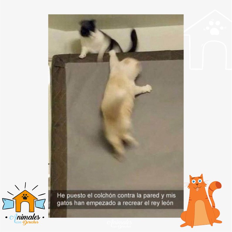 AnimalesCD's tweet photo. Lo que nos regalan nuestras mascotas! Pasa en las películas, pasa en la vida, pasa en TNT  jajajaja
🐶🐱🐦🐤🐸🐒🐈🐩🐕🐇🦉🐁🐾 #Adopta #nocompresadopta https://t.co/CZvTBeSJb0