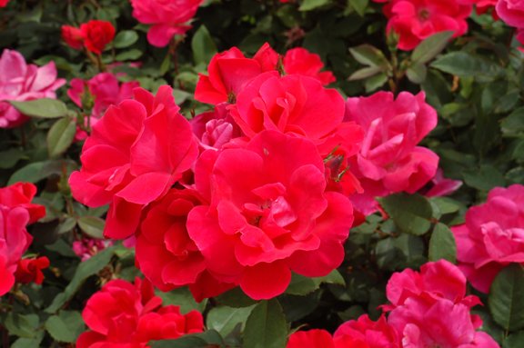 TopChoiceATX's tweet photo. The Knock Out® Rose is a great way to add some vibrant color to your flower beds. Learn more in our latest blog post https://t.co/slS9nj2WOZ https://t.co/NsZkl6Ia6q