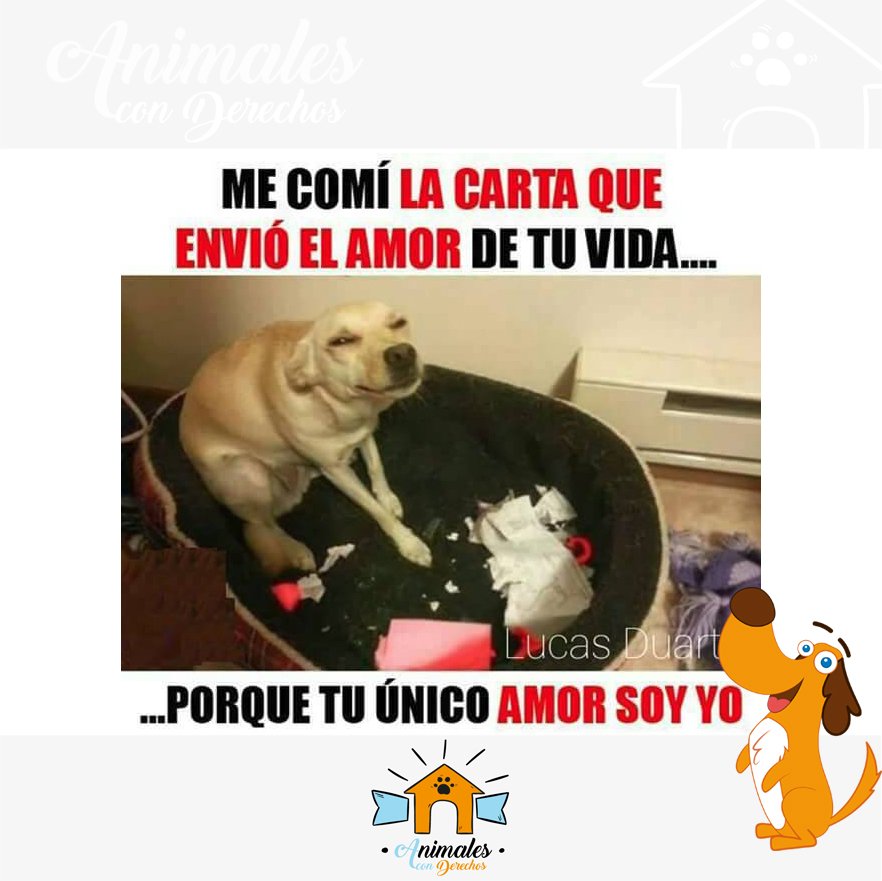 AnimalesCD's tweet photo. SOY YO!!!
🐶🐱🐦🐤🐸🐒🐈🐩🐕🐇🦉🐁🐾 #Adopta #nocompresadopta #amorcanino #amorgatuno #animales https://t.co/Tsrp09RP6C