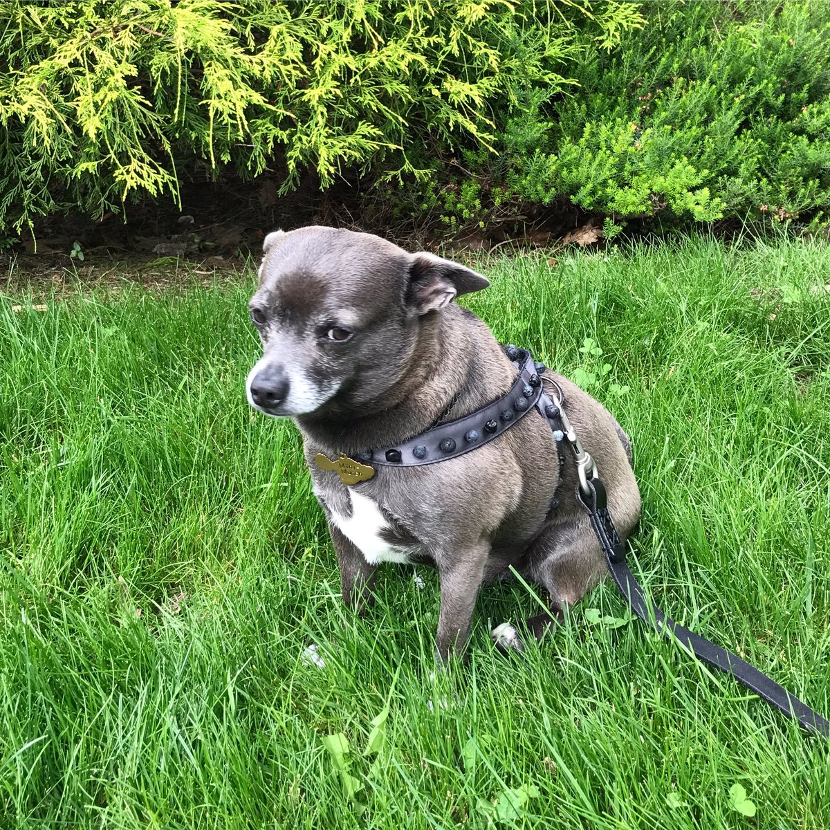 #BarelyThere #SummerStyle #Custom haute harness!  Style on #fleek #BoardwalkDoggies #NYC #dog #designer