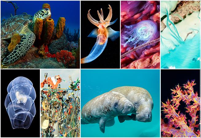 CellPressNews's tweet photo. How did you spend #WorldOceansDay? Keep exploring the beauty of the #ocean and marine life in this #CellPictureShow https://t.co/QMloFHYugw https://t.co/et6l9GDeVp