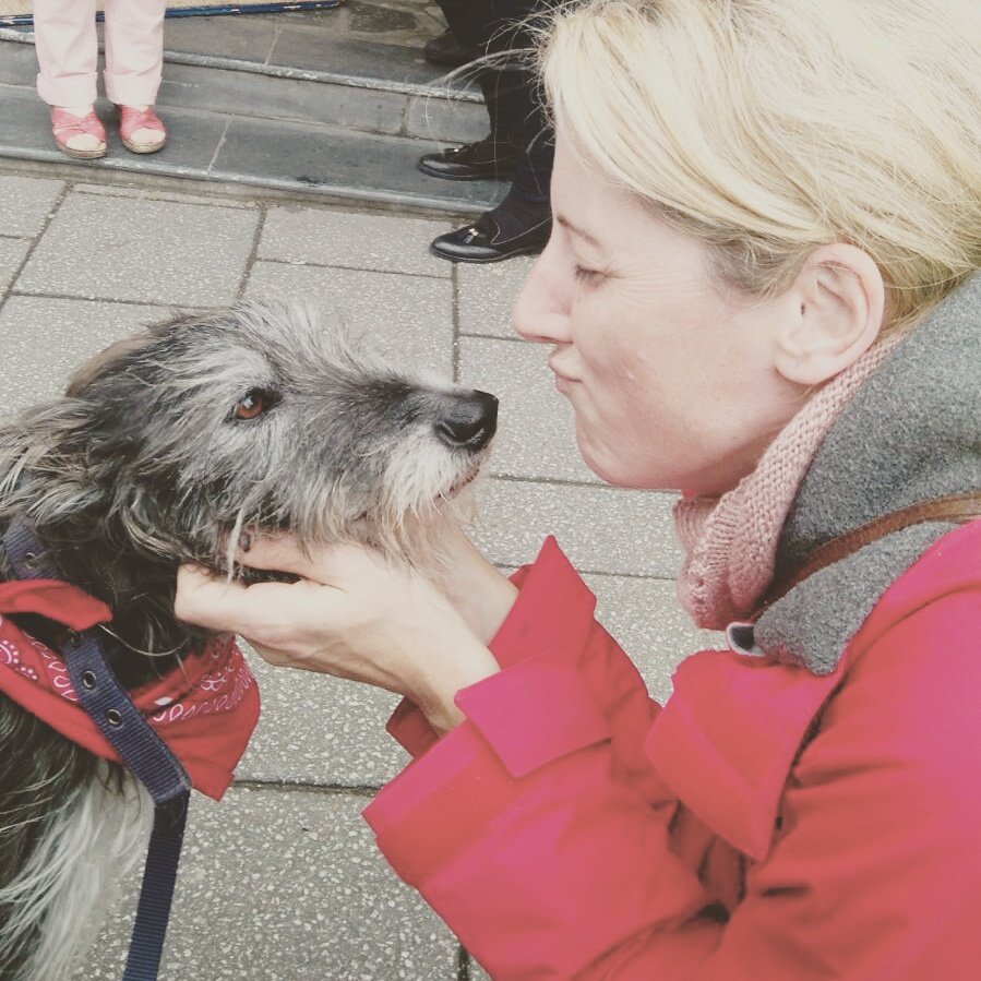 LadyKilligrew's tweet photo. This gorgeous pooch belonging to @LeonRemphry at the Polling station today #falmouth #dogsatpollingstations https://t.co/I0JpjV29Kh