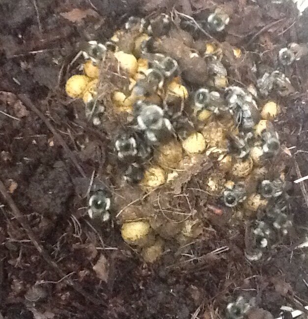 treehivebees's tweet image. Bumble bees relocated. Bombus  melanopygus colony removed from yard being relandscaped and moved to new local to finish their season.