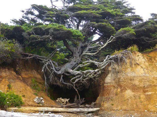 rybotics's tweet photo. Tree fighting against erosion on a beach in Olympic National Park, WA | Photo by Matt Greenstreet https://t.co/bluOxtyZ1N
