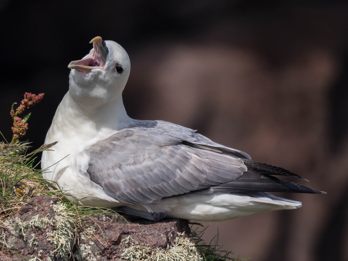 Fulmar - Handa.