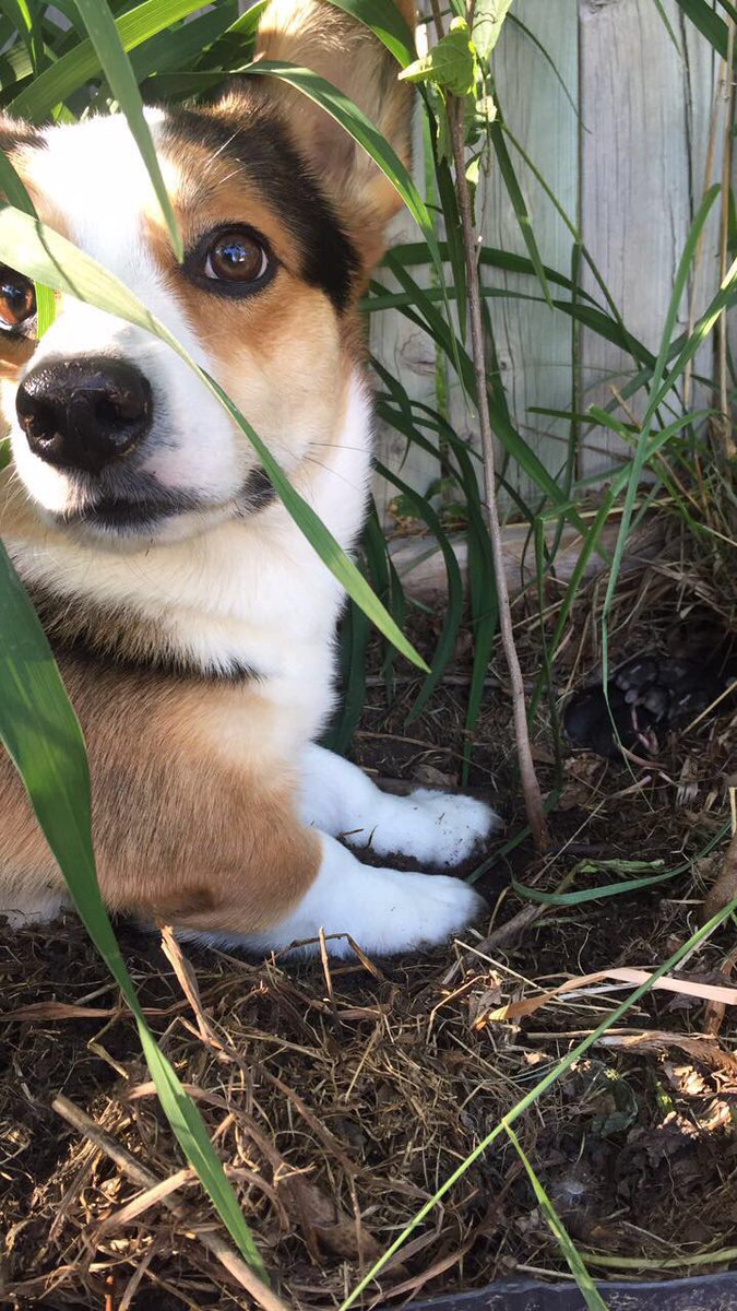 jena_rahjes's tweet photo. 8 hours later he still won't leave... he seriously thinks they are his.. #CorgiBunny https://t.co/lPHOC0s24M