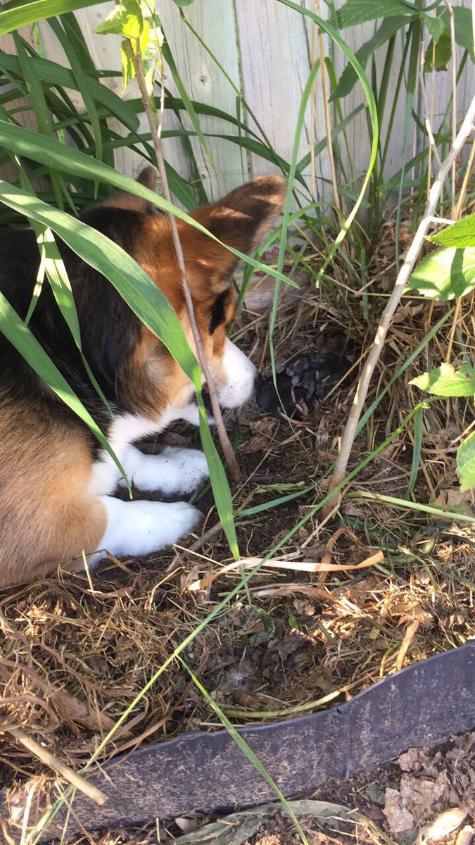 jena_rahjes's tweet photo. 8 hours later he still won't leave... he seriously thinks they are his.. #CorgiBunny https://t.co/lPHOC0s24M