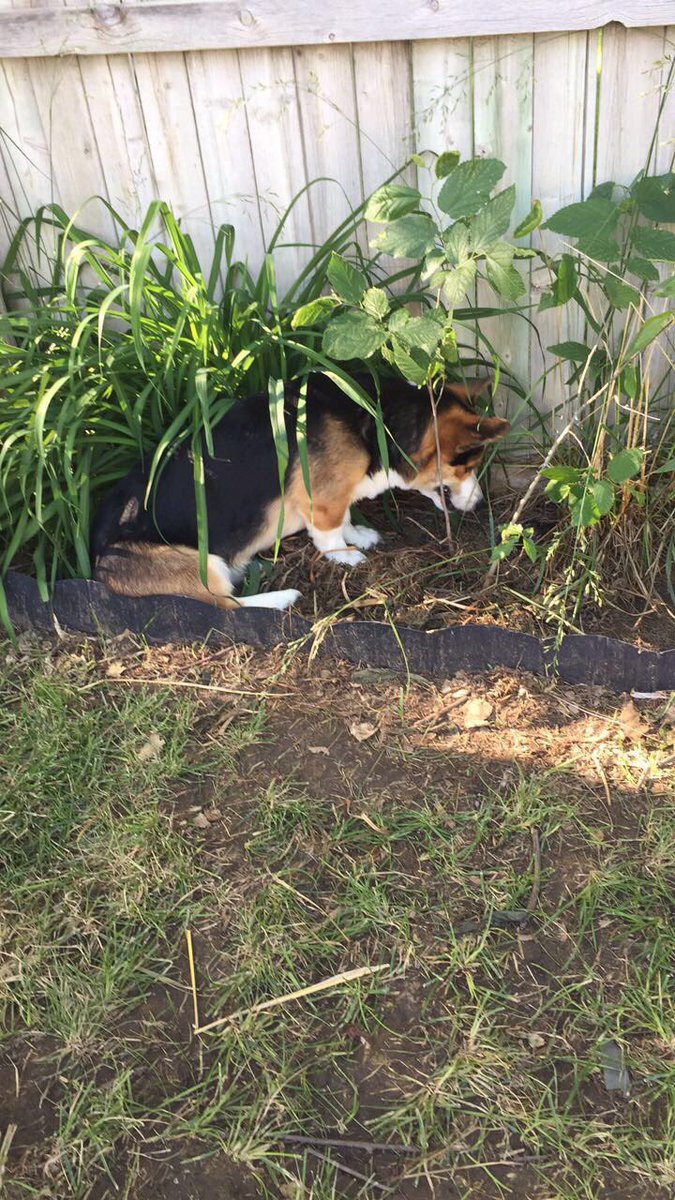 jena_rahjes's tweet photo. 8 hours later he still won't leave... he seriously thinks they are his.. #CorgiBunny https://t.co/lPHOC0s24M