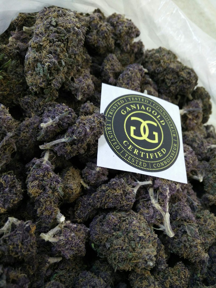 GANJA_GOLD's tweet photo. Only the best flower goes into GanjaGold products! #healthygreens #purplerain #ganjagold #connoisseur #topshelf #purpledank #cannabis #purps https://t.co/M8wWlSLfTk