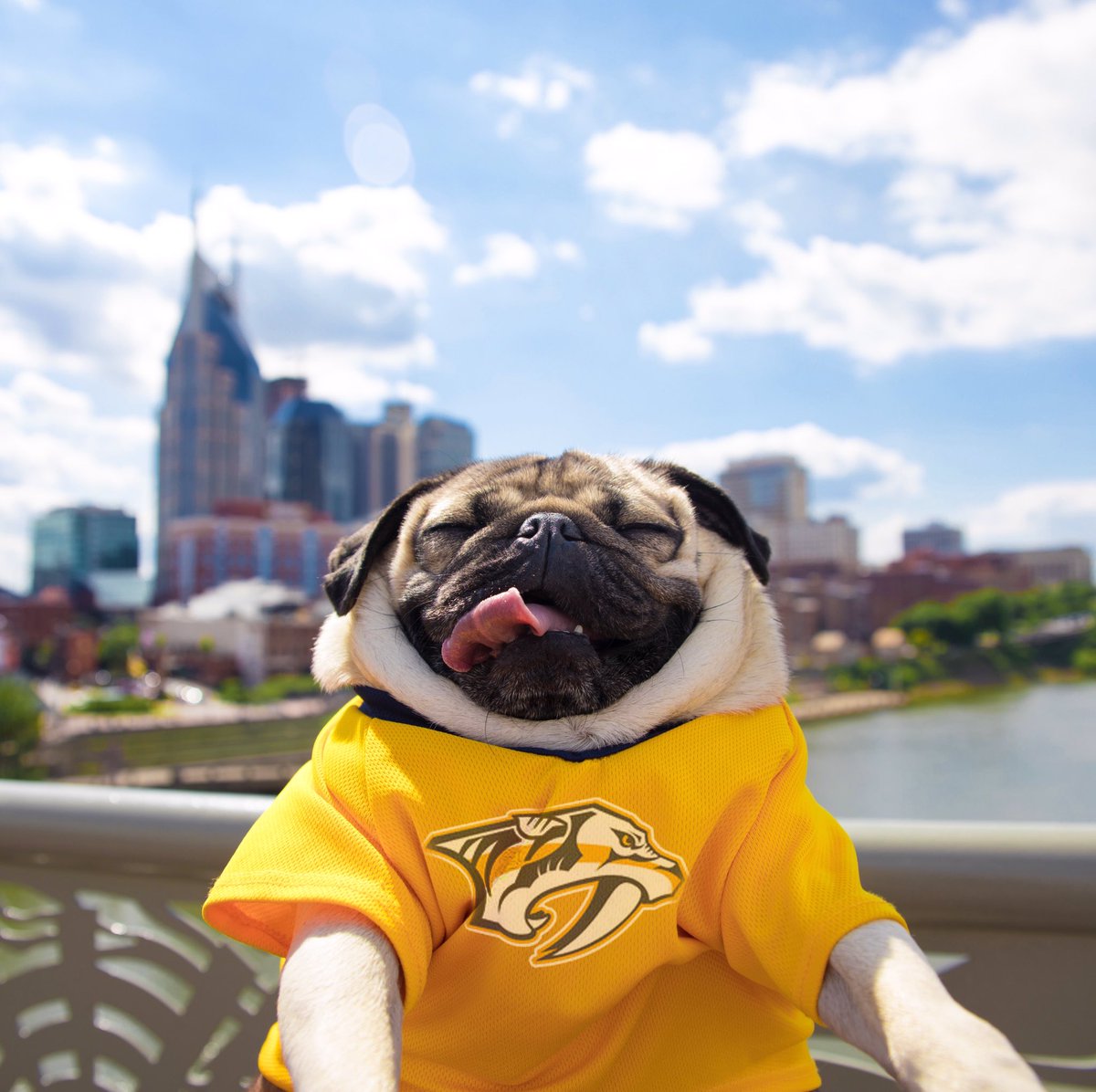 itsdougthepug's tweet photo. Proud to be from Nashville #GoPreds 💛💙 https://t.co/2tGloA5Eh1