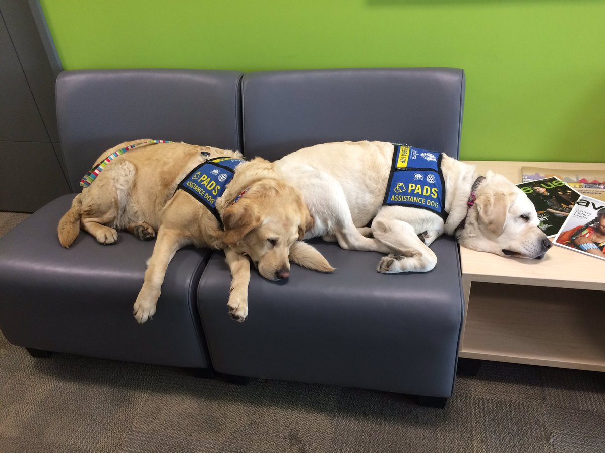 DetHauptman's tweet photo. Post interviews naps...and no room left on the couch @ZebraCentre #toughjob @RunWildMarathon @edmontonpolice https://t.co/9WPcLliKtL