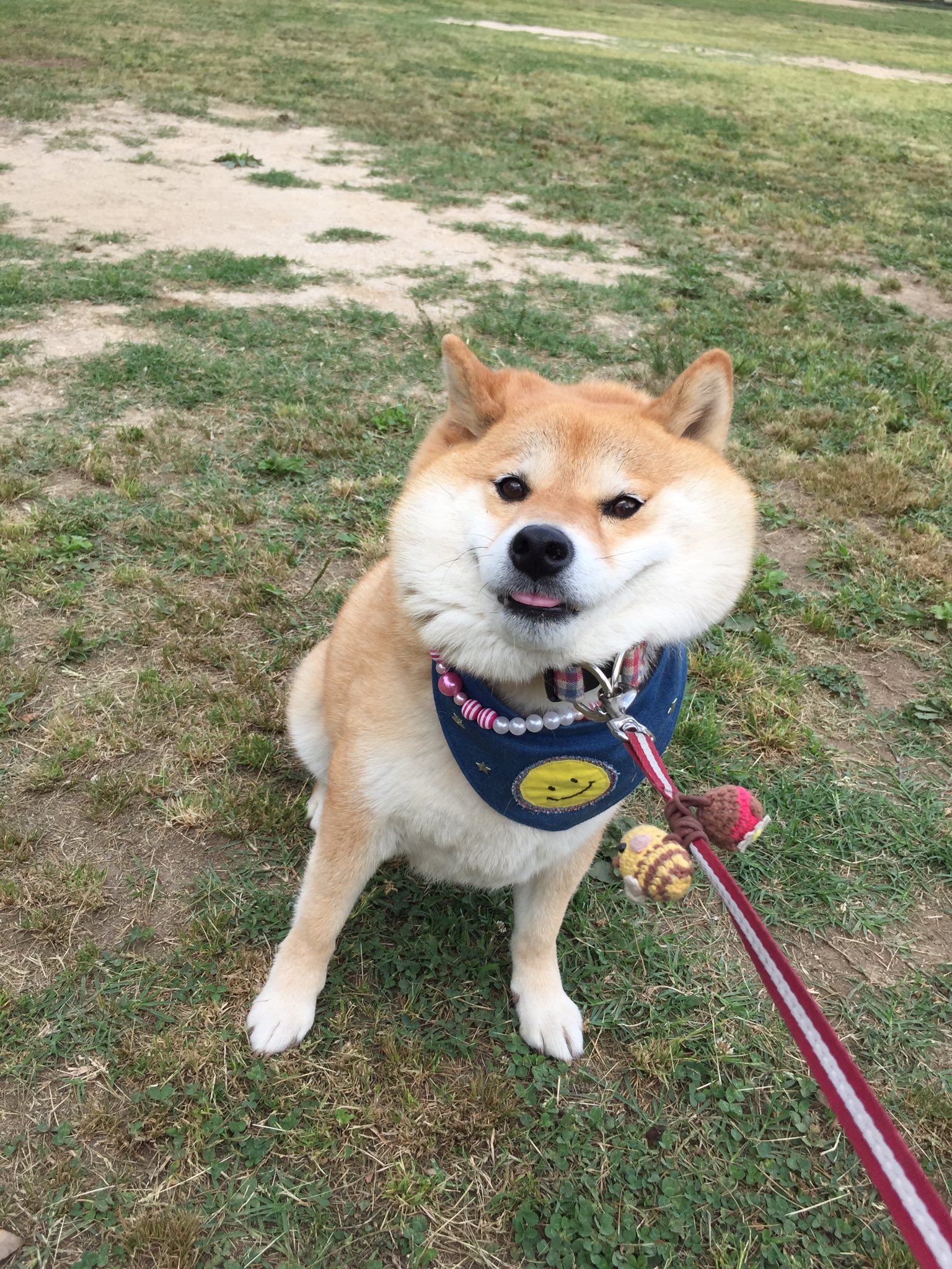 柴犬ハナ 好きな匂い見つけちゃったから 帰りたくないもんねー T Co Jo1vyuzrgz Twitter