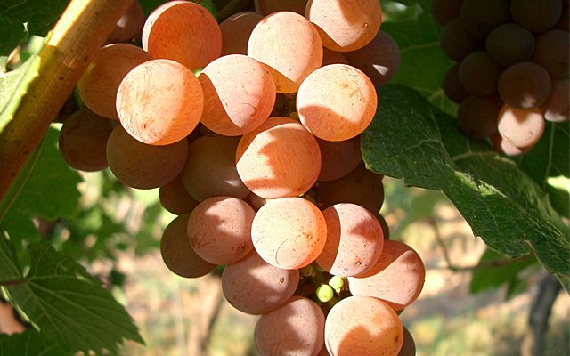 What to do with Gew? <a href="/TheSpitter/">Anthony Gismondi</a> &amp; <a href="/treve_ring/">Treve Ring</a> share in this week's Top 10 : Gewürztraminer
gismondionwine.com/blog/top-ten-g…
#wine #gewurztraminer