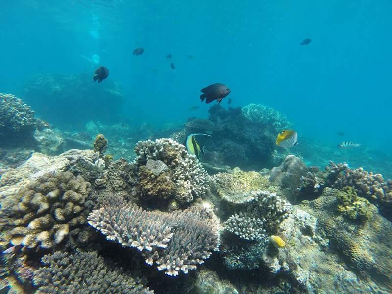 발리의 바다 속에 입니다