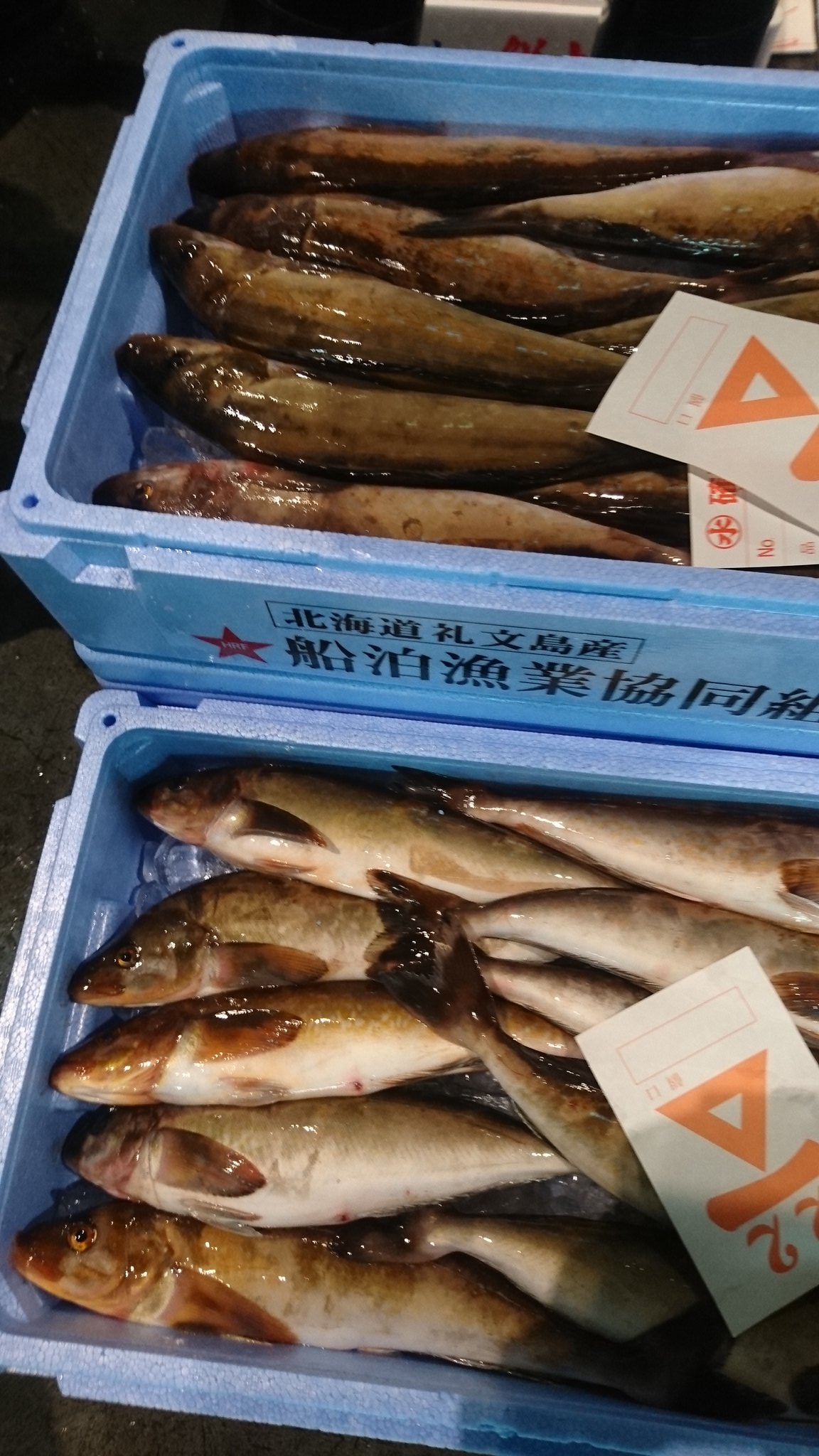 サミットバイヤーなう Summitstore Co 鮮魚バイヤーのｓです 今日は真ほっけの食べ方をご紹介します 北海道では生のほっけは塩焼きよりも圧倒的にフライで食べます アジよりも クセのない白身の魚でとっても美味しい 塩焼きで食べるなら干物が抜群
