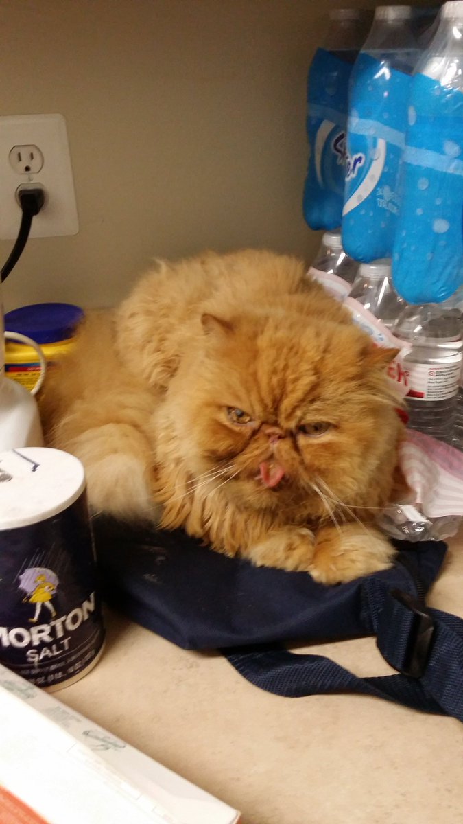 OscarTheFurry's tweet photo. Feeling #salty #bagproblems https://t.co/dTYYSGhl0j