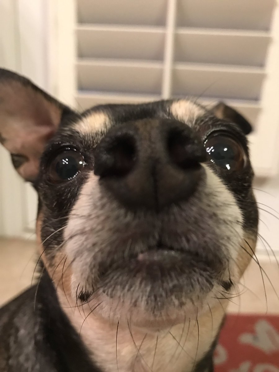thebeanmemes tweet picture