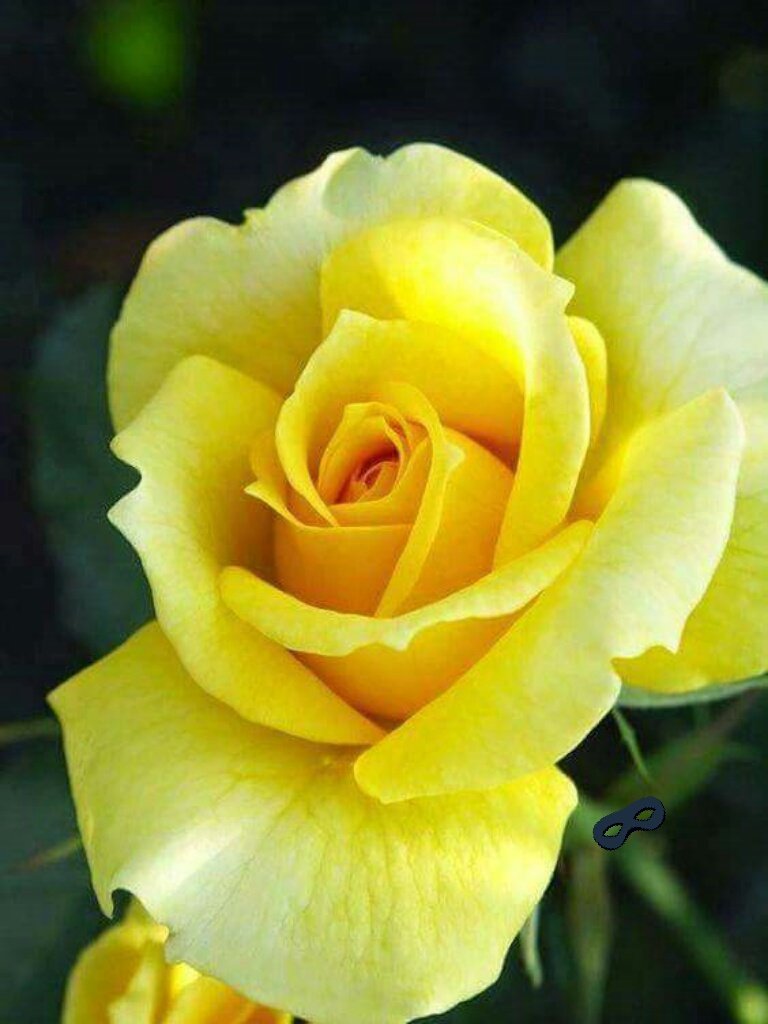 <a href="/Quinnqueens/">Quinn 💛(G.Quinn Rogers)</a> 
hi Mooorning