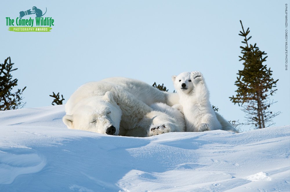 Snuggle up this weekend and check out our wild laughs photo gallery, courtesy of @FunnyPhotoAward wwfau.org/2sVUphb #comedywildlife