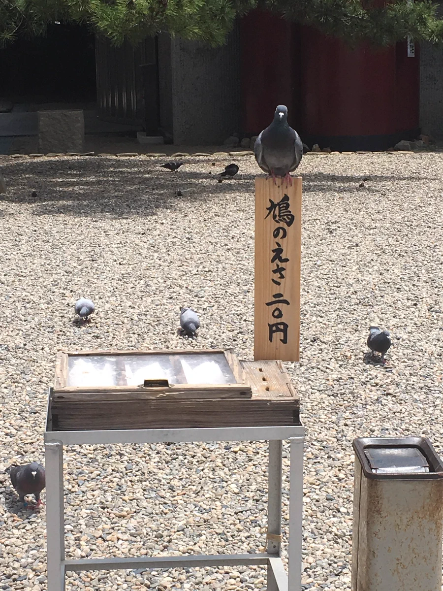餌箱の上から視線を感じる…ww餌があることをわかっているのかこちらに催促してくる鳩ww