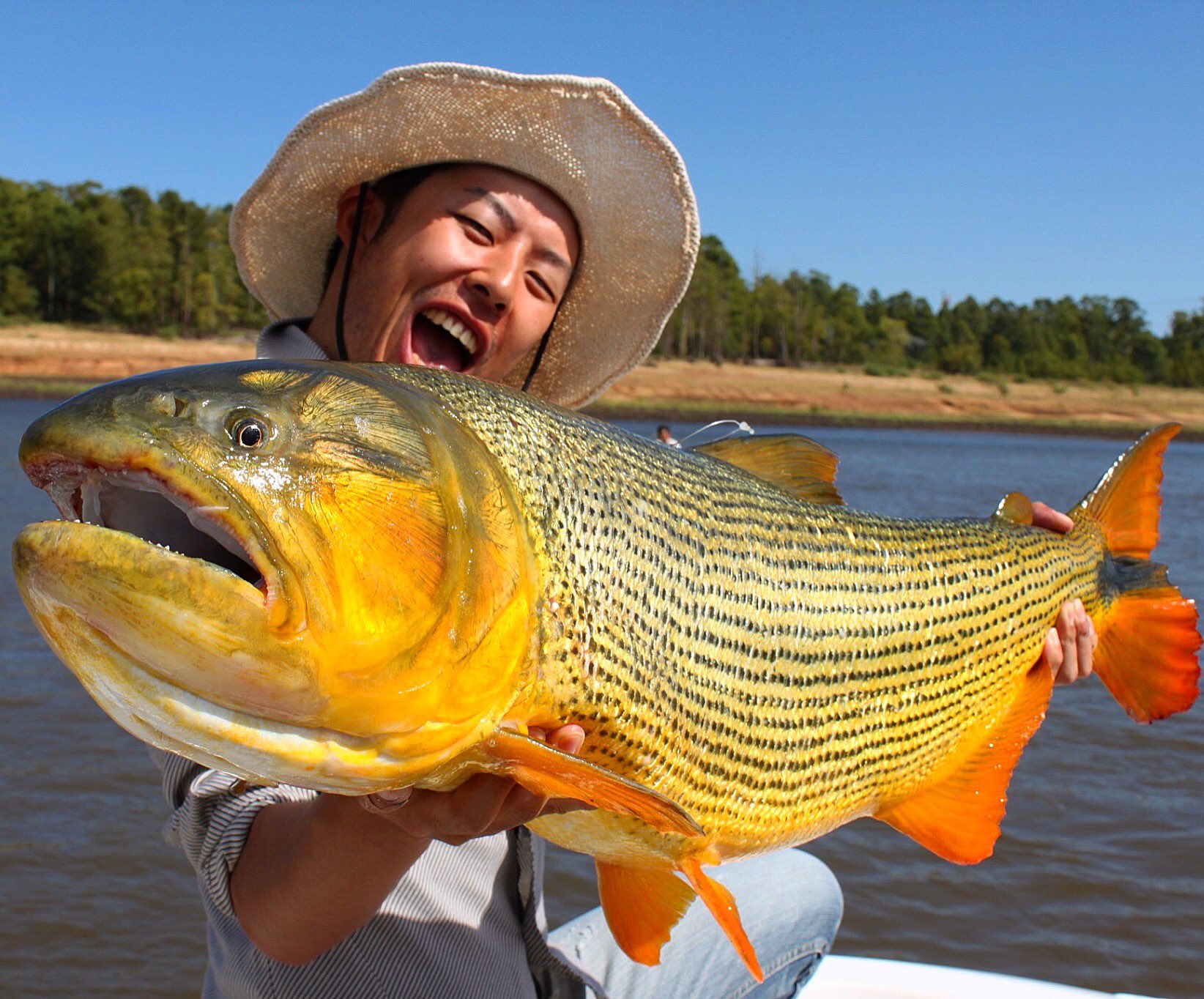 沖山朝俊 しげる ポルトガル語で黄金の名を持つ魚 ドラード 飼育下でも写真のような綺麗な色が出れば良いのにね T Co Qsstzl3qp3 Twitter