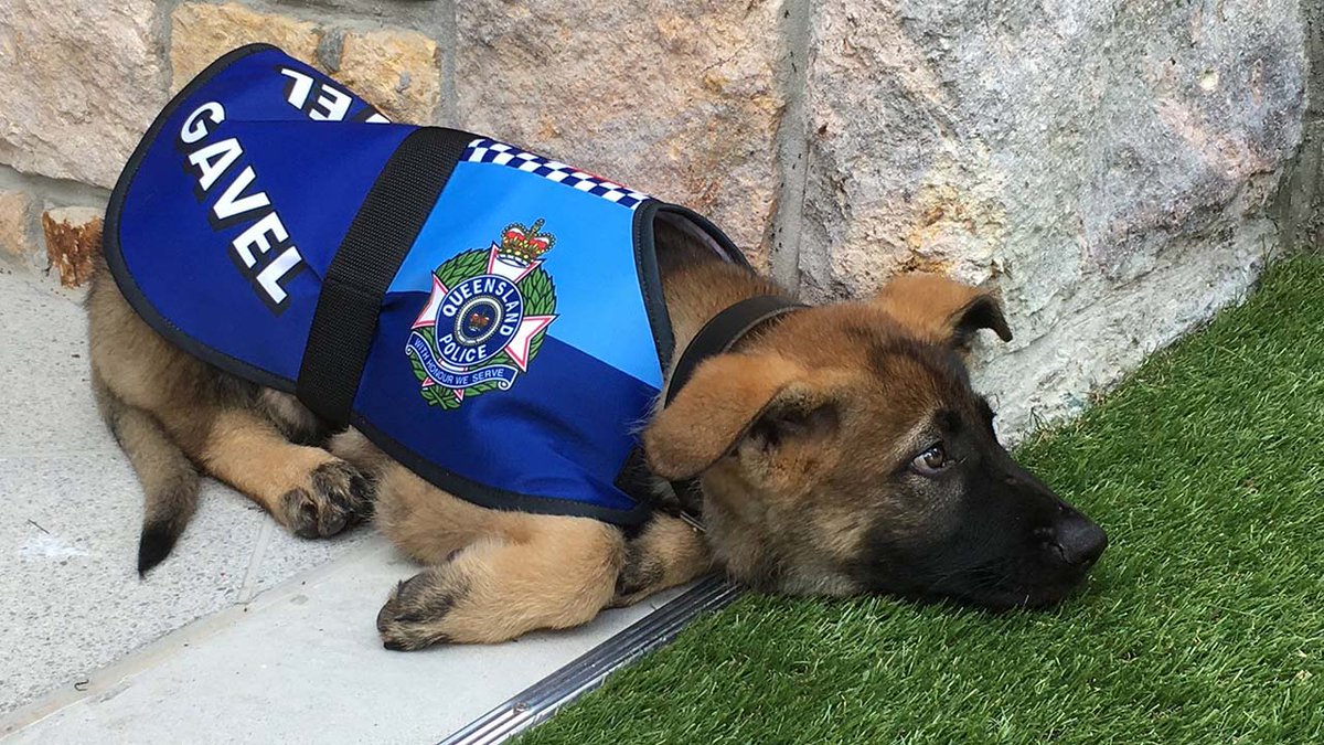ABC7's tweet photo. Adorable German shepherd fired for being too friendly for police work - preferred belly rubs over tackling bad guys https://t.co/JMEMFYTgqv https://t.co/Opk59TLVJ6
