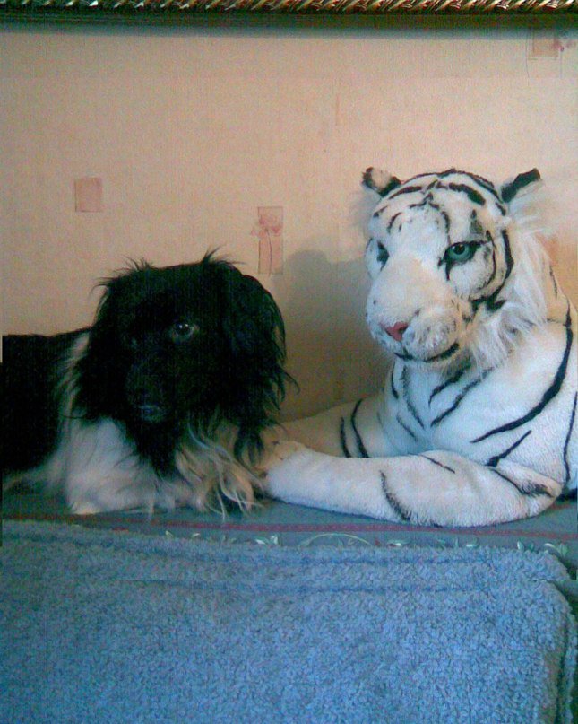 Basov2018's tweet image. 🐶 Мой пёс Чарлик 
#домашниеживотные #собаки