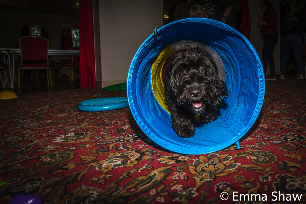 ESh_Photography's tweet photo. Last few @HearingDogs @HD_Cheshire @NCVOvolunteers @VolTeamHDogs Get in Touch for more--> https://t.co/RyA1lPrMb8 
->e.shaw26@googlemail.com https://t.co/7ouce5mP5r