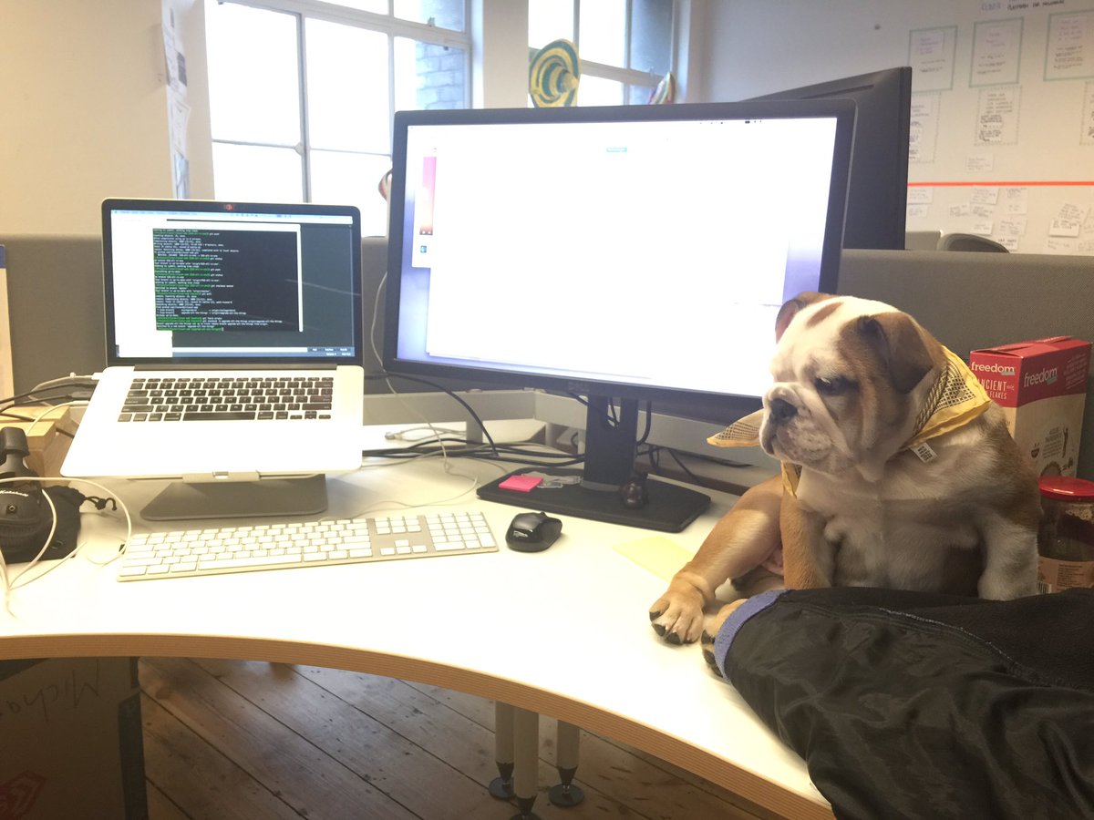 summerscope's tweet photo. Can anyone spot my new desk accessory!? 😂🐶 #digbyday @Clover_au https://t.co/NJVYADvNbL
