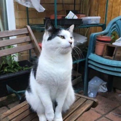 AstralyneX's tweet photo. I hope El Gato gets in #VoteLabour2017 #GE2017 https://t.co/k8RKzO1a7D