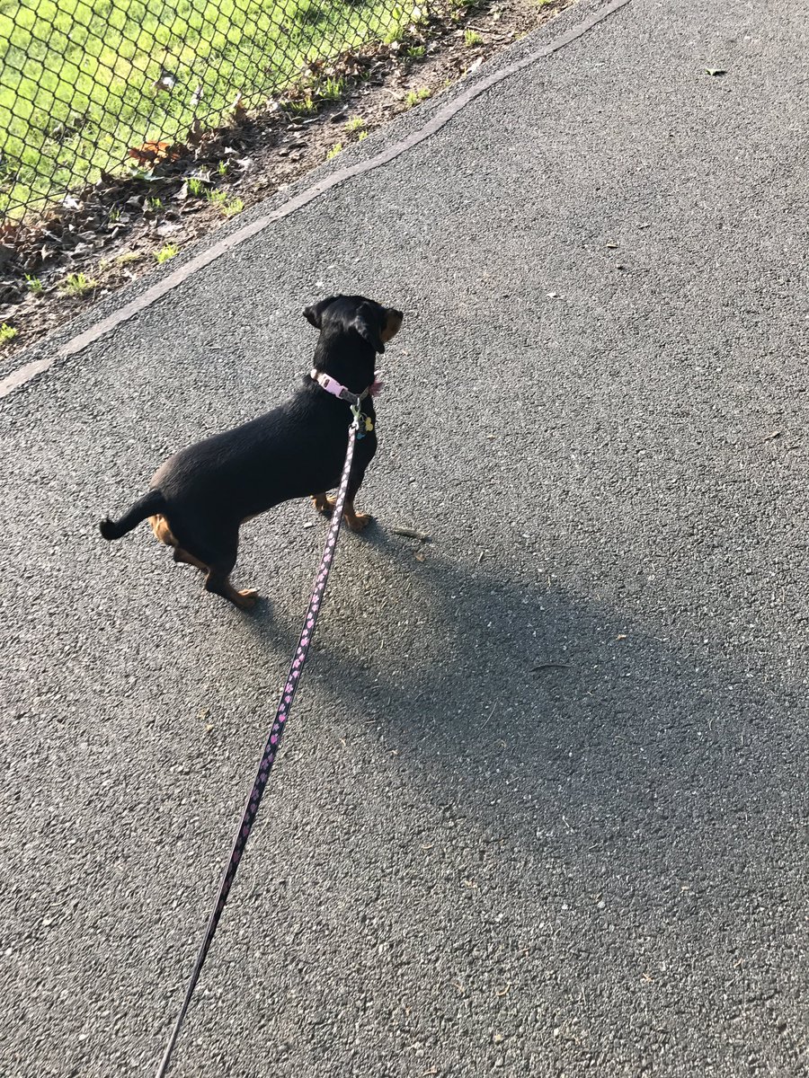 herecomesdaboo's tweet photo. Walkies with mama #dachshund #doxie https://t.co/SH5jz2EcKm