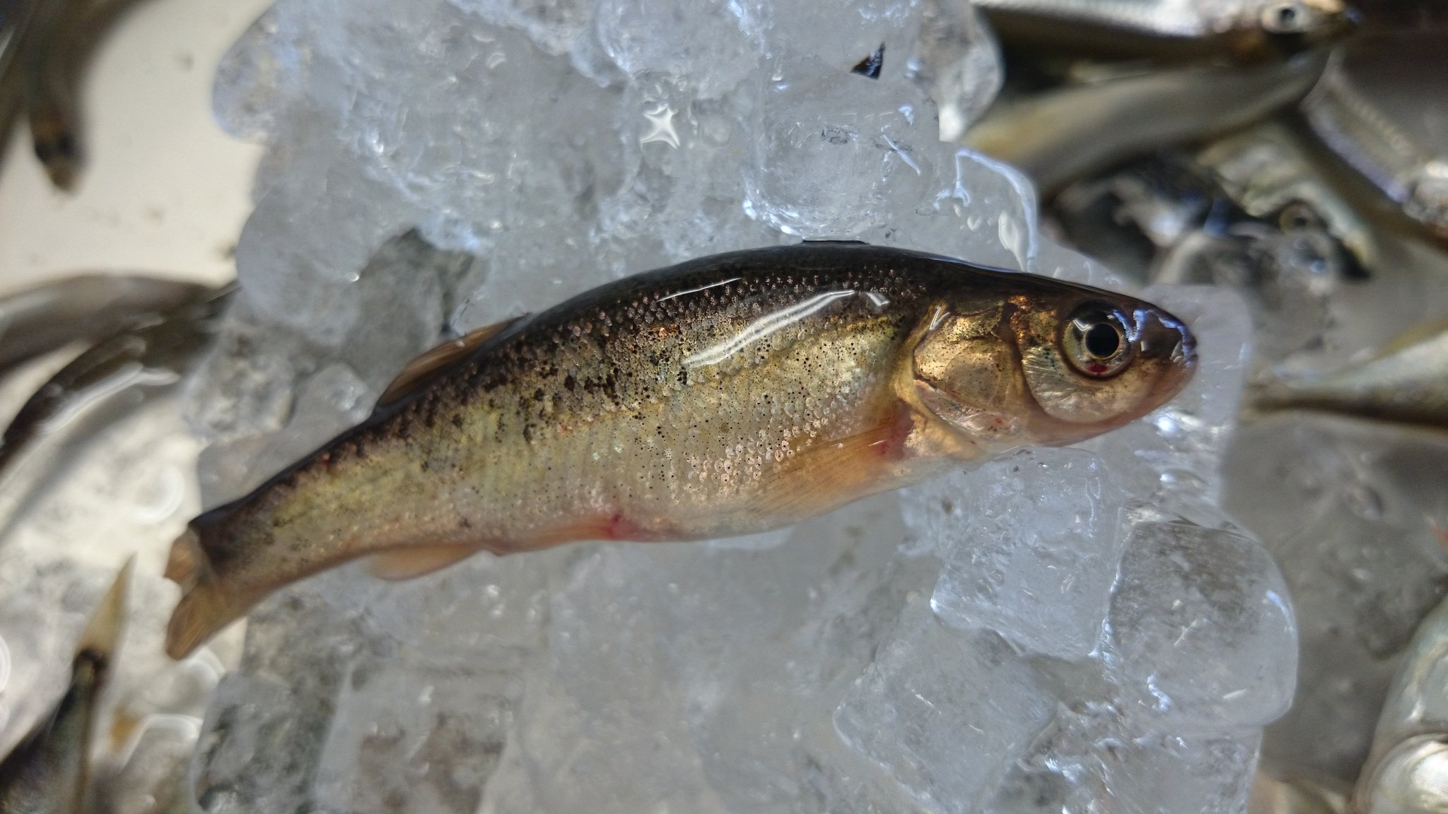 旭川医大寄生虫学講座 En Twitter さきほど運び込まれてきた川魚たち イトヨ ウグイ あと何 助けて お魚博士 旭川医大寄生虫学講座 En Twitter さきほど運び込まれてきた川魚たち イトヨ ウグイ あと何 助けて お魚博士