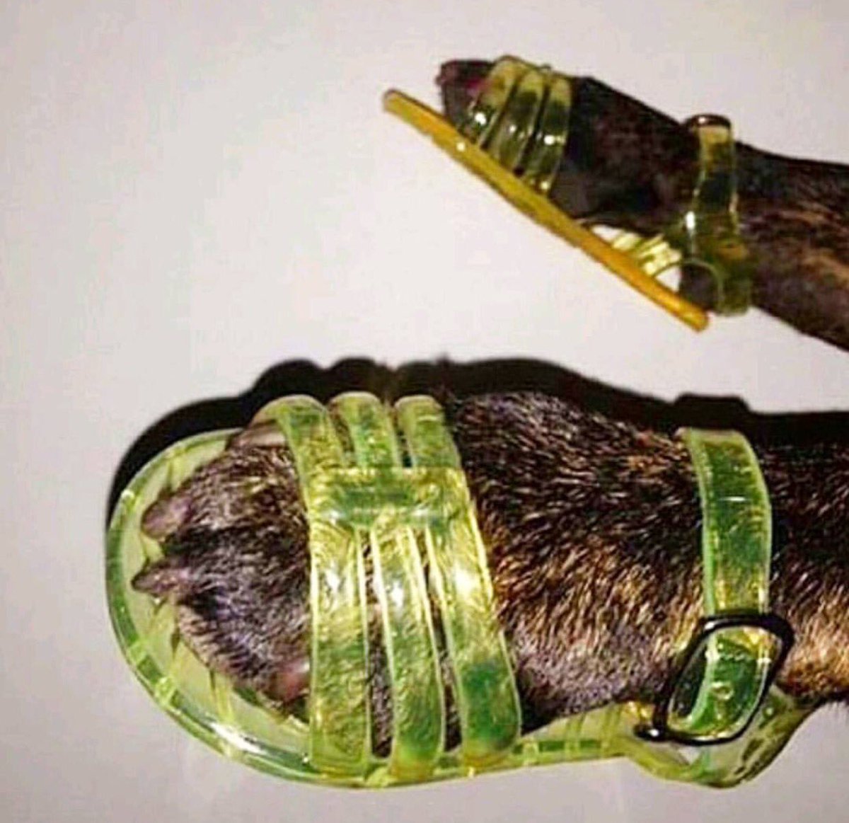 Rove and Sam tweet media