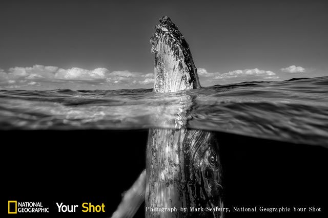 ナショナルジオグラフィック日本版 スパイホッピング というクジラの行動だそう Your Shot 12枚を公開しました T Co 2enpppcjky ナショジオ クジラ Photography 写真好きな人と繋がりたい 写真撮ってる人と繋がりたい T Co