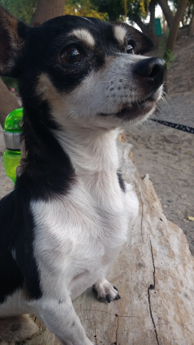 Blueevelvet97's tweet photo. Quiero que todos sepan que mi perro era el mejor y que la decisión más difícil de mi vida fue dejarlo ir🐶💙💙💙 https://t.co/0x64hvKMhC
