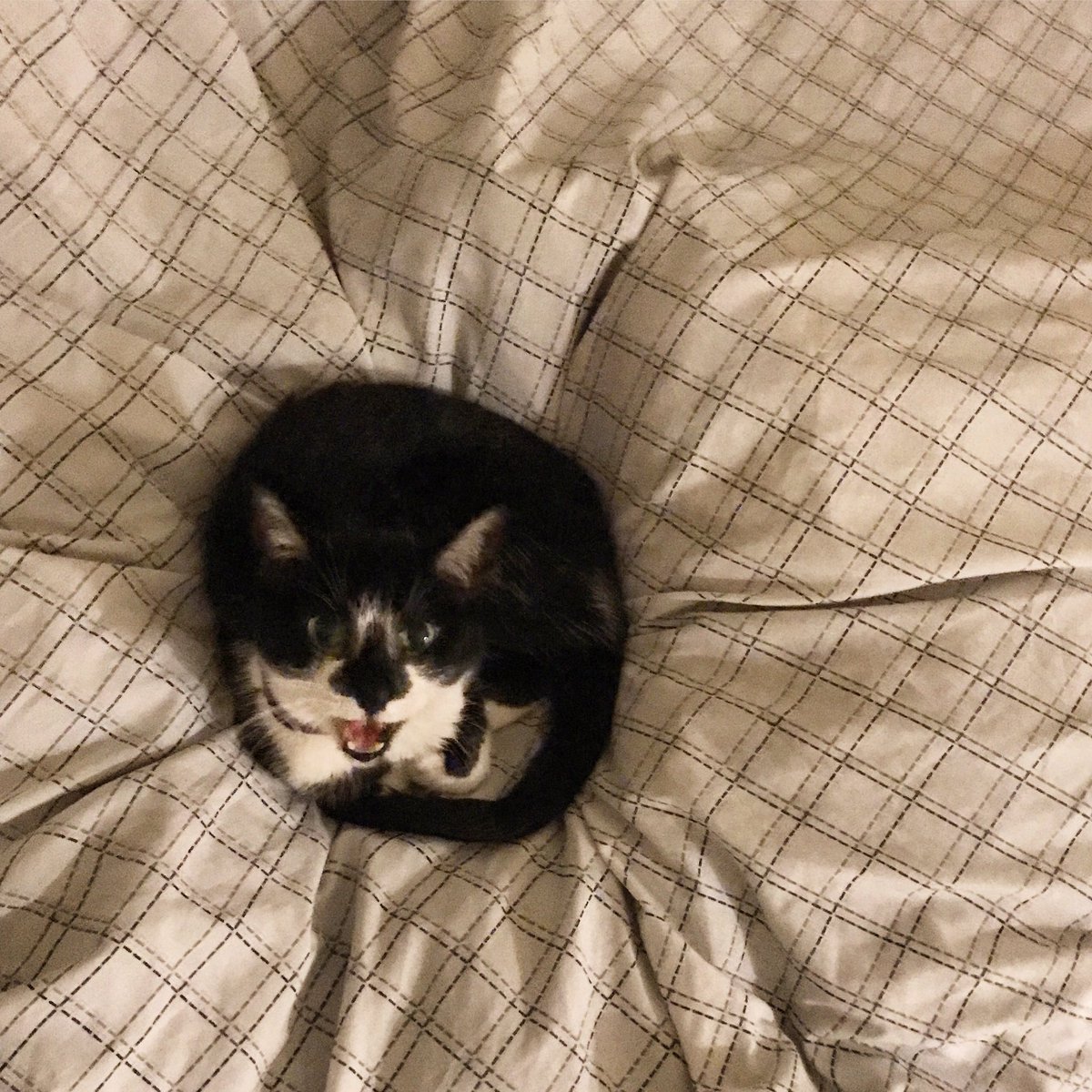 Bella (Meow) tweet media