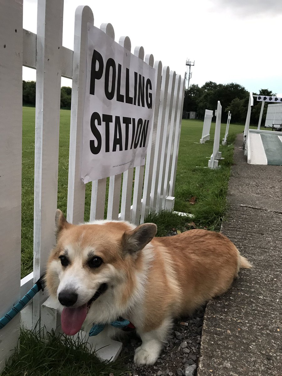 nicomillward's tweet photo. Making sure that everyone in team Millward cast their vote! #VoteLabour #GeneralElection #pollingdogs #dogsatpollingstation https://t.co/3cJDmetc21