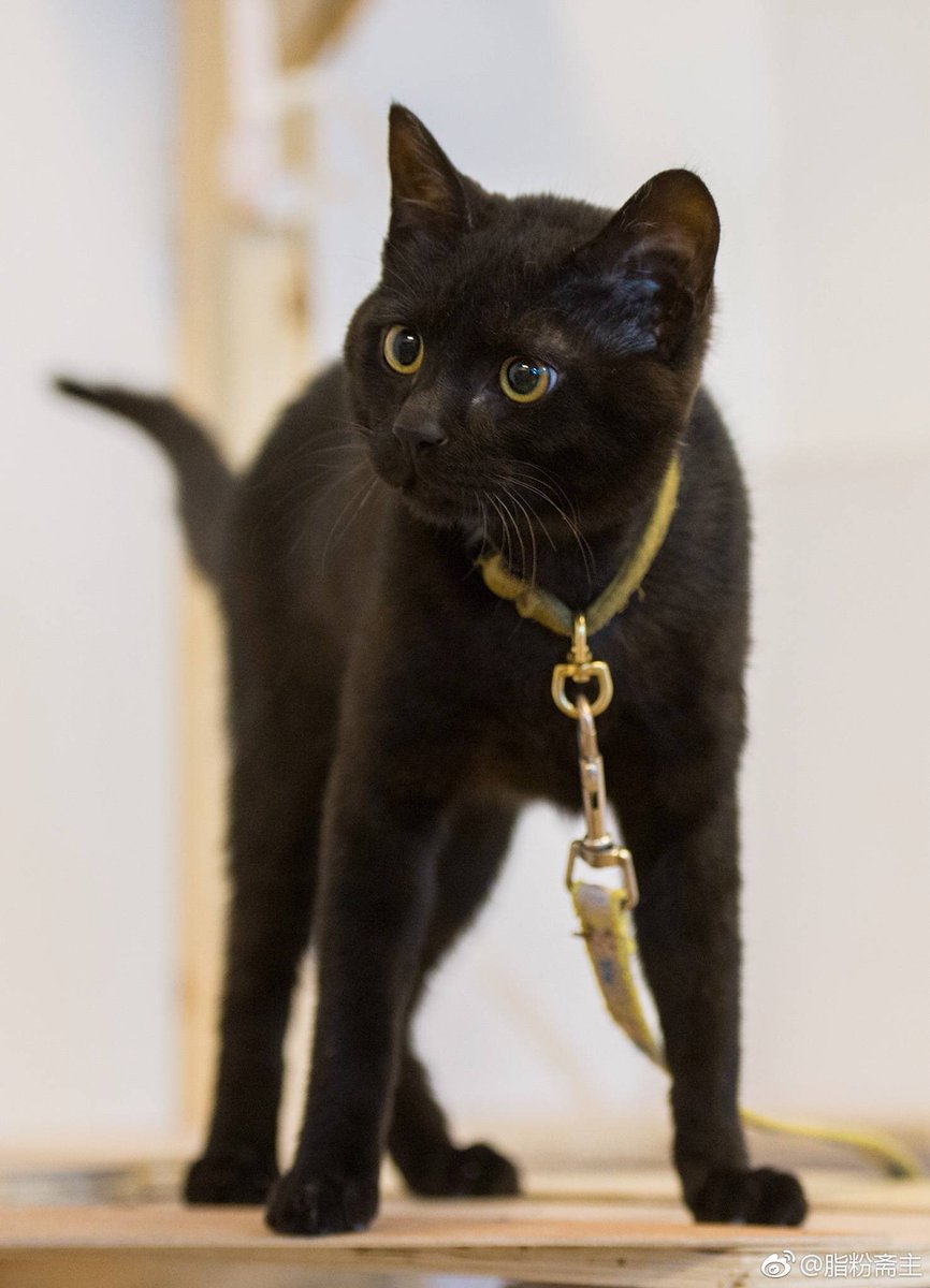 장첸이 웨보에 올려준 영화 "绣春刀修罗战场 수춘도2"에서 장첸과 같이 사는 냥이. 영화 사진작가가 올려준 영화속 냥이 사진