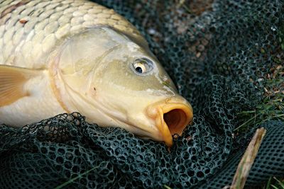 FishPetMag tweet picture
