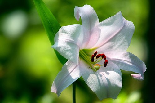 切ない花言葉 בטוויטר ユリ 純潔のシンボルと言われる花 立てば芍薬 座れば牡丹 歩く姿は百合の花 と言われるように女性の美しさを形容する花の一つです 花言葉は あなたは偽れない 切ない花言葉 בטוויטר ユリ 純潔のシンボルと言われる花 立てば芍薬 座れば牡丹 歩く姿は百合の花 と言われるように女性の美しさを形容する花の一つです 花言葉は あなたは偽れない