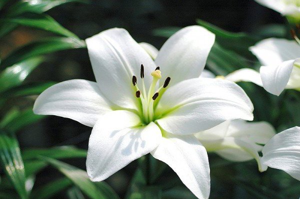 切ない花言葉 ユリ 純潔のシンボルと言われる花 立てば芍薬 座れば牡丹 歩く姿は百合の花 と言われるように女性の美しさを形容する花の一つです 花言葉は あなたは偽れない