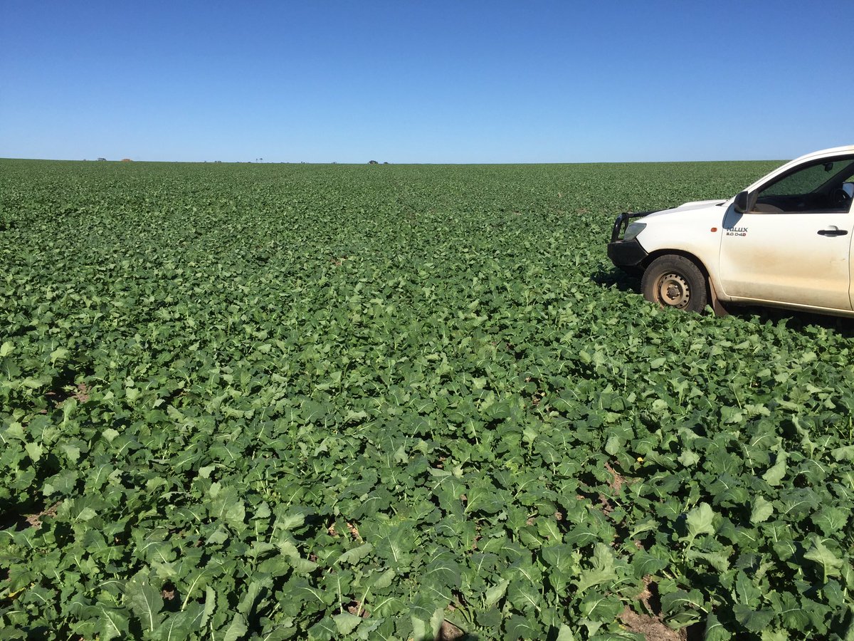 Easter sown ATR #Bonito Canola Arthur River WA. Now waiting for the obvious next input. 🙏