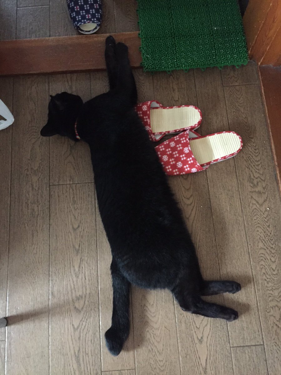 96猫がひっくり返って69の日です Twitter Search 96猫がひっくり返って69の日です Twitter Search