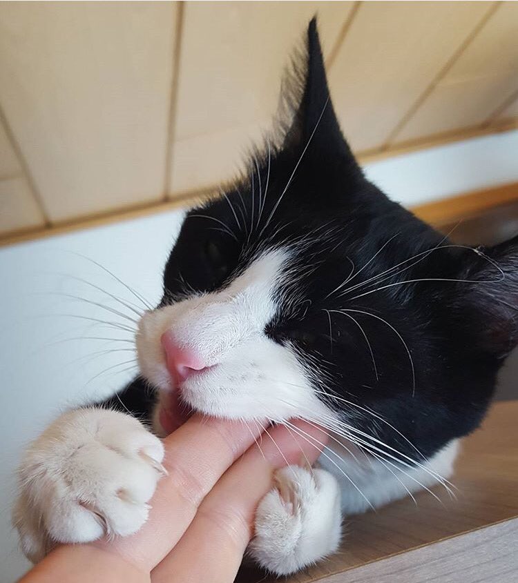 TheCatCassy's tweet photo. How tasty... #cat #thecatcassy #katze #cute #cutecat #animal #kitty #kitten #sweet #love https://t.co/ufgFzOLqrO