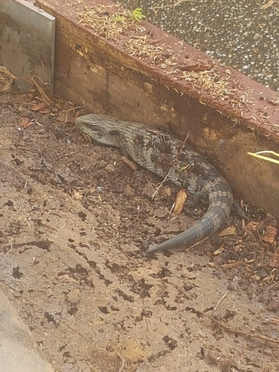 annie333333333's tweet photo. Be still my heart 😄 #lizard #bluetongue #ScaredSithless whilst ripping up a weed mat this was hiding under it 🤤 https://t.co/5n2nQPmVGO