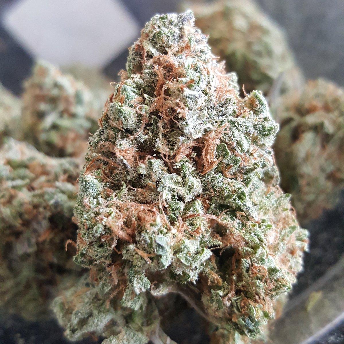 calicares's tweet photo. Candy Jack! #sativa #candyjack #ilovemyweed #ccg https://t.co/7VyHgSdFke