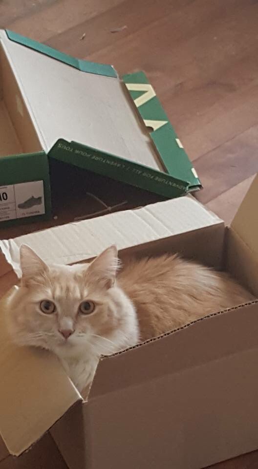 LuTheFluffer's tweet photo. I love boxes. https://t.co/TIKlnKDtJE