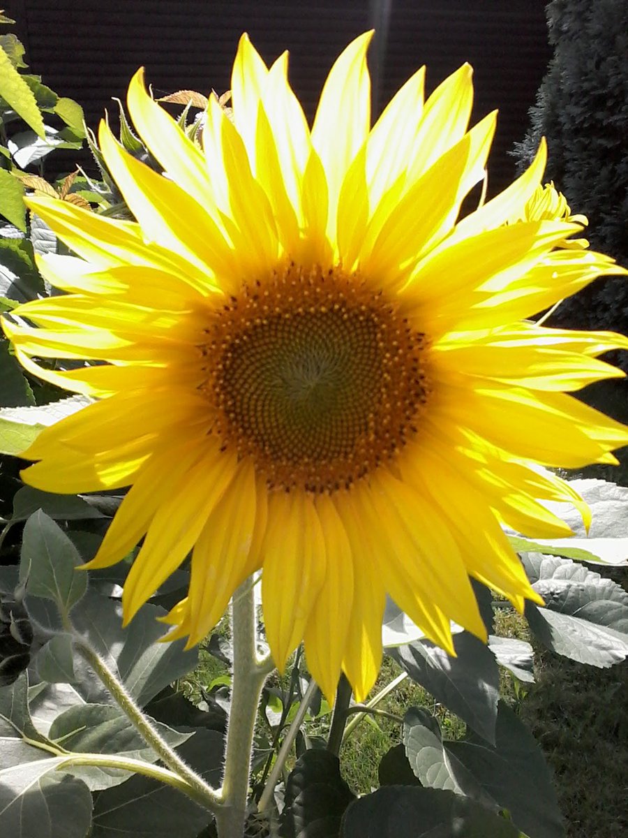 cari0266's tweet photo. with a new day comes new Strength and new Thoughts ....... Good Morning everyone. .. Happy Friday🌻☕😙 https://t.co/tjhD6Z36Fo